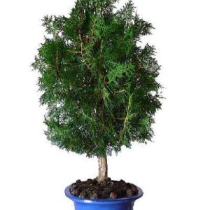 بذر سرو تبری یا سرو خمره ای (Platycladus orientalis)