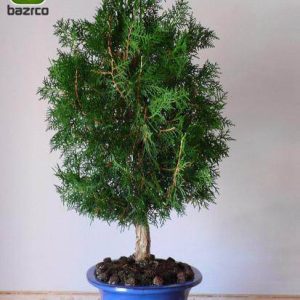 بذر سرو تبری یا سرو خمره ای (Platycladus orientalis)