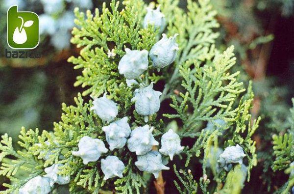 بذر سرو تبری یا سرو خمره ای (Platycladus orientalis)