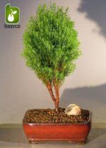 بذر سرو تبری یا سرو خمره ای (Platycladus orientalis)
