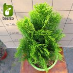 بذر سرو تبری یا سرو خمره ای (Platycladus orientalis)