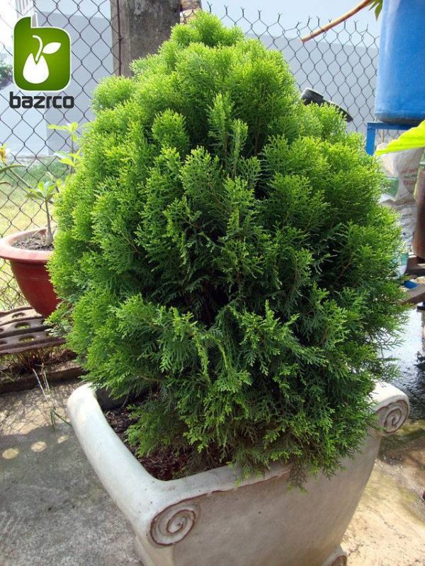 بذر سرو تبری یا سرو خمره ای (Platycladus orientalis)