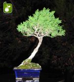 بذر سرو تبری یا سرو خمره ای (Platycladus orientalis)