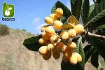 بذر ازگیل ژاپنی یا گلابی جنگلی (Eriobotrya japonica)