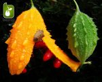 بذر میوه کمیاب جگر زلیخا یا خربزه جذامی (balsam pear)