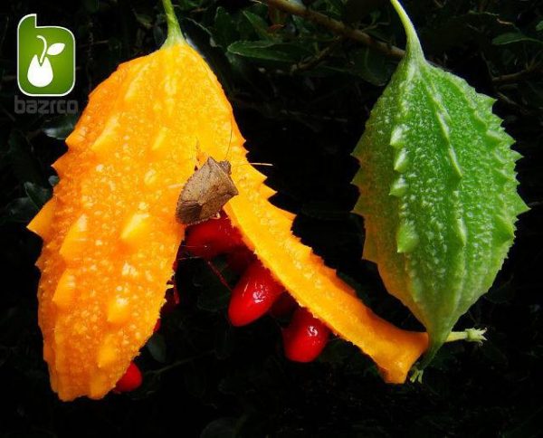 بذر میوه کمیاب جگر زلیخا یا خربزه جذامی (balsam pear)