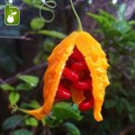 بذر میوه کمیاب جگر زلیخا یا خربزه جذامی (balsam pear)