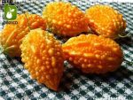 بذر میوه کمیاب جگر زلیخا یا خربزه جذامی (balsam pear)