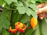 بذر میوه کمیاب جگر زلیخا یا خربزه جذامی (balsam pear)