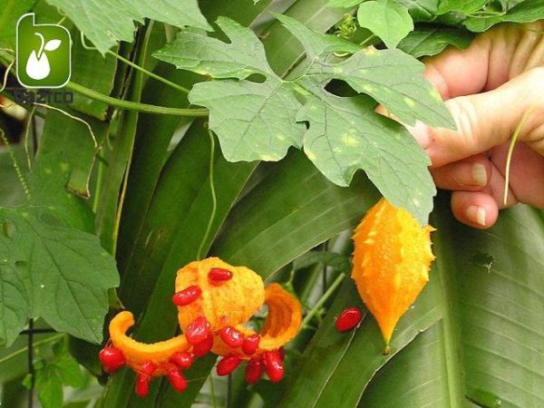 بذر میوه کمیاب جگر زلیخا یا خربزه جذامی (balsam pear)