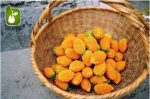 بذر میوه کمیاب جگر زلیخا یا خربزه جذامی (balsam pear)
