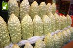 بذر میوه کمیاب جگر زلیخا یا خربزه جذامی (balsam pear)