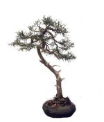 بذر سرو آریزونا یا سرو نقره ای یا سرو سیمین (Cupressus arizonica )
