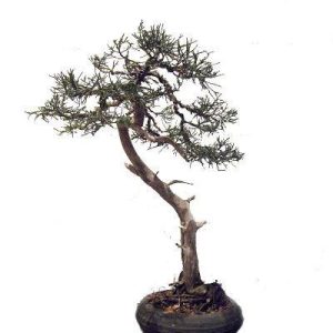 بذر سرو آریزونا یا سرو نقره ای یا سرو سیمین (Cupressus arizonica )