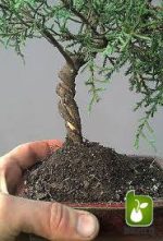 بذر سرو آریزونا یا سرو نقره ای یا سرو سیمین (Cupressus arizonica )