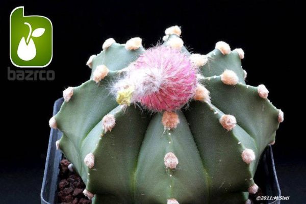 بذر کاکتوس آسترو فیتوم آستریاس (astrophytum asterias)