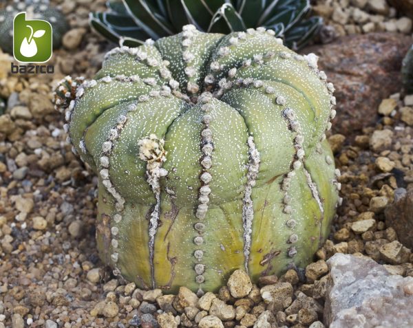 بذر کاکتوس آسترو فیتوم آستریاس (astrophytum asterias)