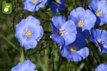 بذر گیاه زیبای لینیوم Linum usitatissimum (گیاه کتان)