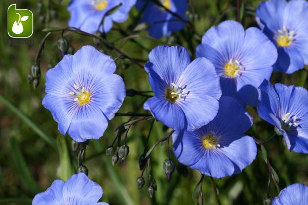 بذر گیاه زیبای لینیوم Linum usitatissimum (گیاه کتان)