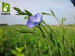 بذر گیاه زیبای لینیوم Linum usitatissimum (گیاه کتان)