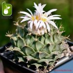 بذر کمیاب کاکتوس ابرگونیا (Obregonia denegrii)