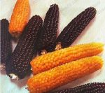 بذر انواع ذرت کمیاب رنگی و تزئینی (بذر بلال رنگی)