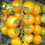 بذر انواع گوجه فرنگی زینتی (مینیاتوری چری زیتونی و گیلاسی)