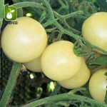 بذر انواع گوجه فرنگی زینتی (مینیاتوری چری زیتونی و گیلاسی)