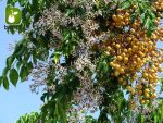 بذر زیتون تلخ  سنجد تلخ یا آزاد درخت (MELIA AZEDARACH)
