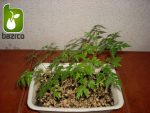 بذر زیتون تلخ  سنجد تلخ یا آزاد درخت (MELIA AZEDARACH)