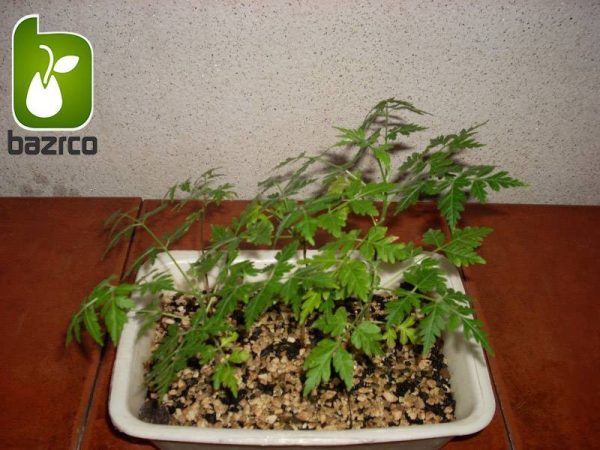 بذر زیتون تلخ  سنجد تلخ یا آزاد درخت (MELIA AZEDARACH)