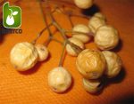 بذر زیتون تلخ  سنجد تلخ یا آزاد درخت (MELIA AZEDARACH)