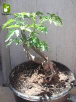 بذر زیتون تلخ  سنجد تلخ یا آزاد درخت (MELIA AZEDARACH)