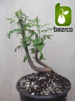 بذر زیتون تلخ  سنجد تلخ یا آزاد درخت (MELIA AZEDARACH)