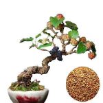 بذر میوه خوشمزه شاه توت (Morus nigra) وارداتی از آمریکا