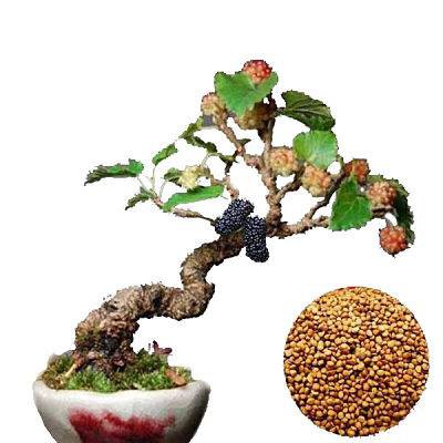 بذر میوه خوشمزه شاه توت (Morus nigra) وارداتی از آمریکا