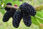 بذر میوه خوشمزه شاه توت (Morus nigra) وارداتی از آمریکا