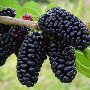 بذر میوه خوشمزه شاه توت (Morus nigra) وارداتی از آمریکا
