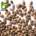 بذر میوه خوشمزه شاه توت (Morus nigra) وارداتی از آمریکا