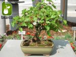 بذر میوه خوشمزه شاه توت (Morus nigra) وارداتی از آمریکا