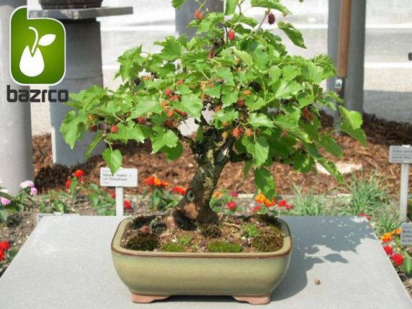 بذر میوه خوشمزه شاه توت (Morus nigra) وارداتی از آمریکا