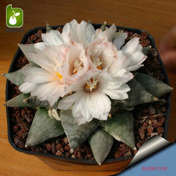 بذر کمیاب و بسیار زیبای کاکتوس آریوکارپوس (Ariocarpus retusus)