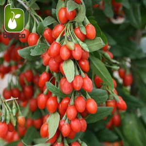 بذر میوه خوشمزه گوجی بری gojiberry یا wolfberry