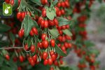 بذر میوه خوشمزه گوجی بری gojiberry یا wolfberry