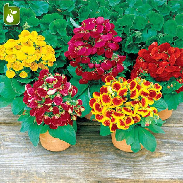 بذر گل کیفی یا گوشی (CALCEOLARIA HERBEOHYBRIDA)