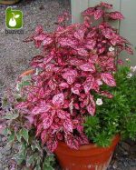 بذر گل سنگ رنگ الوان یا میکس | بذر هیپوستس Hypoestes Splash Select Mix