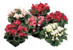 بذرگل بگونیا همیشه گلدار در رنگهای مختلف (BEGONIA SEMPERFLORENS)