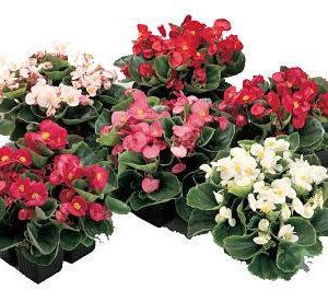 بذرگل بگونیا همیشه گلدار در رنگهای مختلف (BEGONIA SEMPERFLORENS)