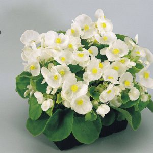 بذرگل بگونیا همیشه گلدار در رنگهای مختلف (BEGONIA SEMPERFLORENS)