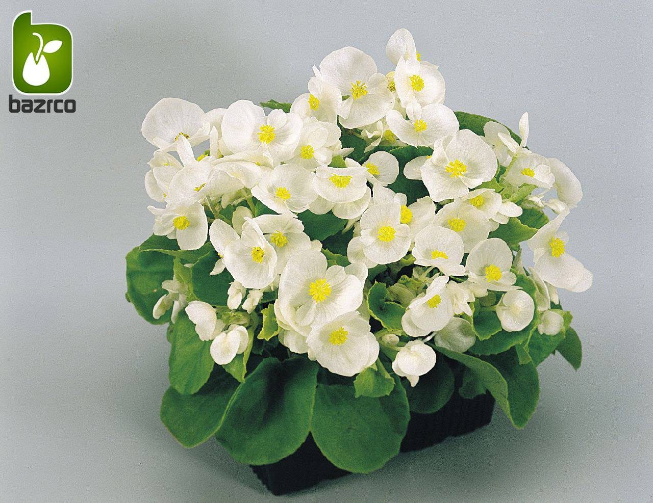 بذرگل بگونیا همیشه گلدار در رنگهای مختلف (BEGONIA SEMPERFLORENS)